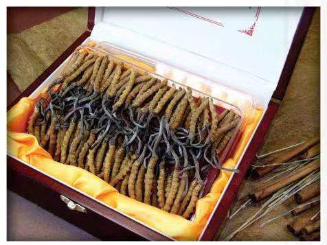 三角镇冬虫夏草回收